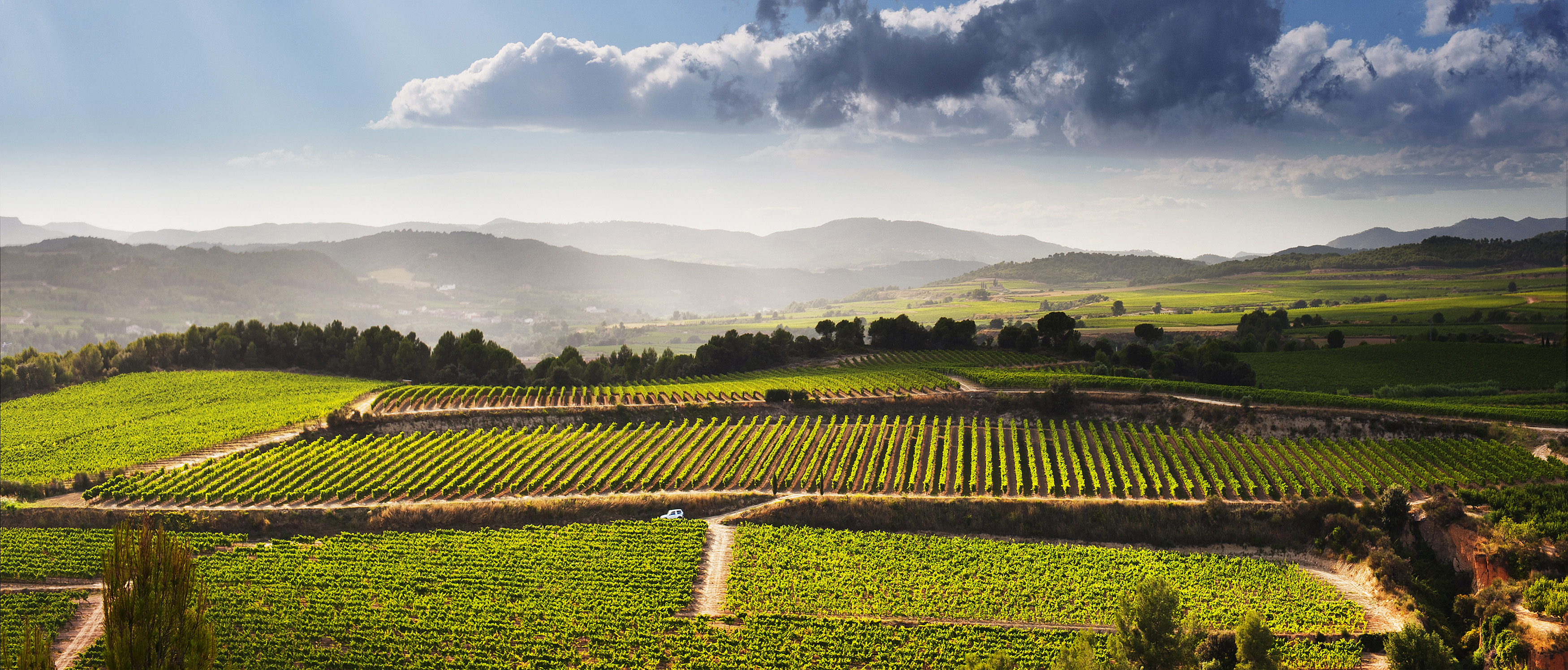 Vinyes del Penedès