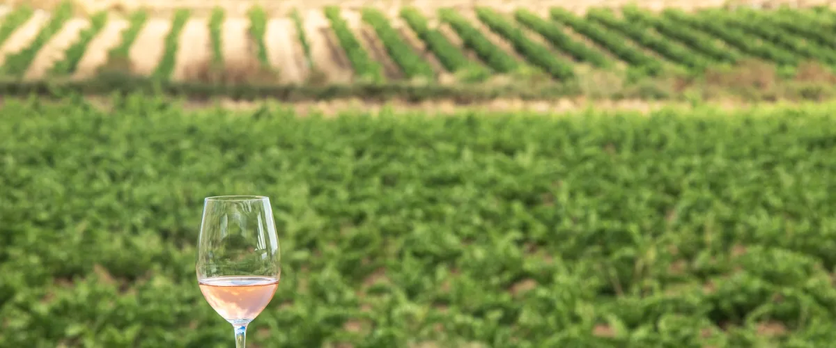 Vinyes de la DO Penedès