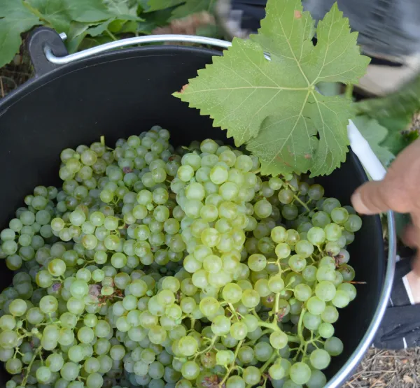 Verema: tast de raïms i picnic gourmet entre vinyes