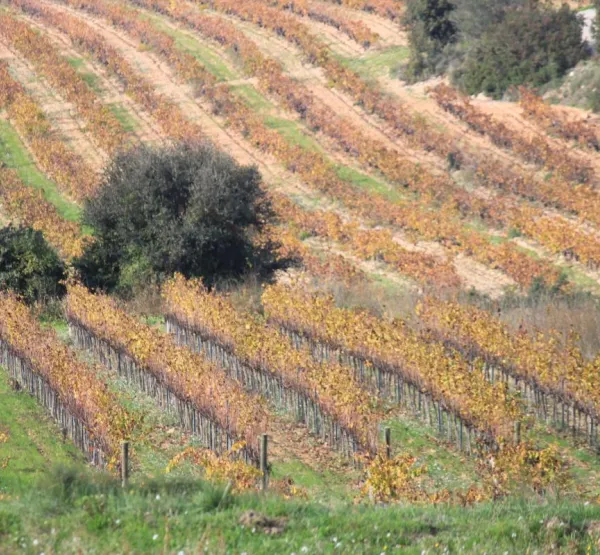 Vins Mallofré 