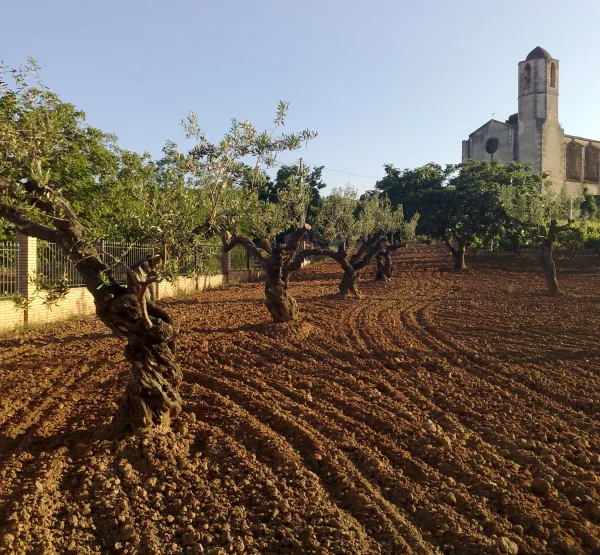 Sant Llorenç d'Hortons mill