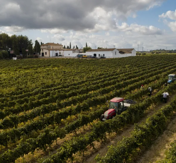 Cava Oriol Rossell: el celler i la casa pairal envoltats per hectàrees de vinyes