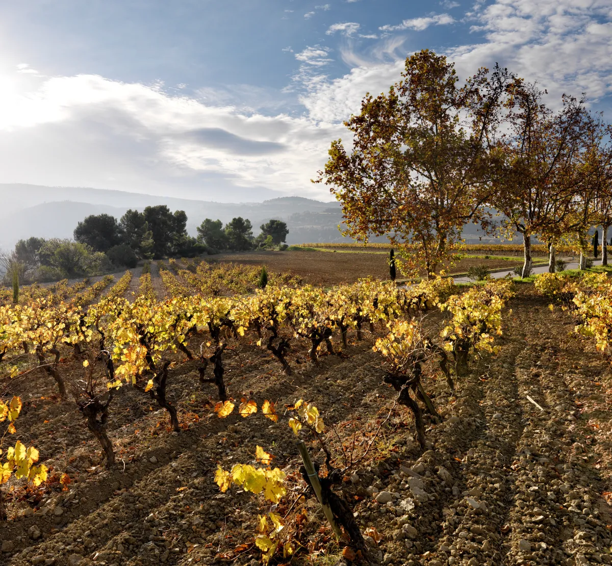 Penedès Tardor
