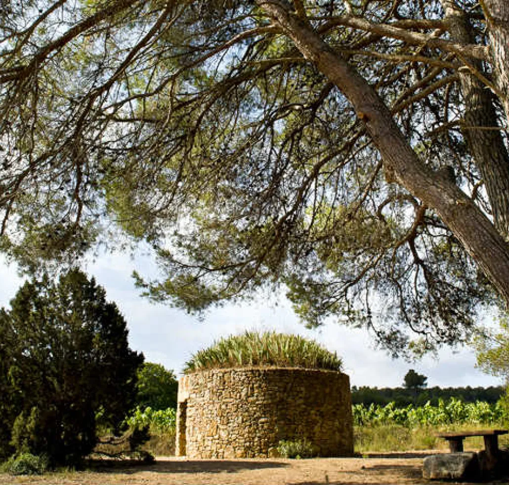 Barraca entre Vinyes