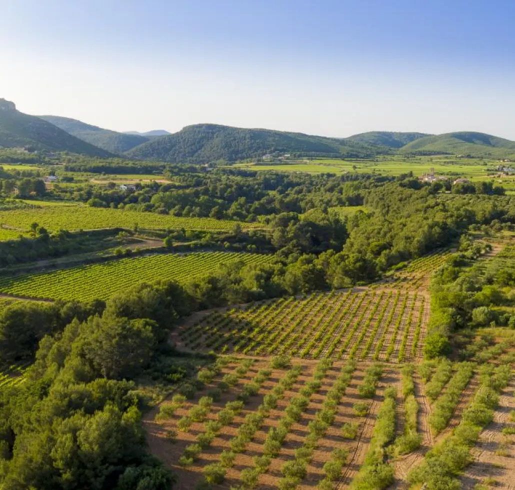 Castellví de la Marca
