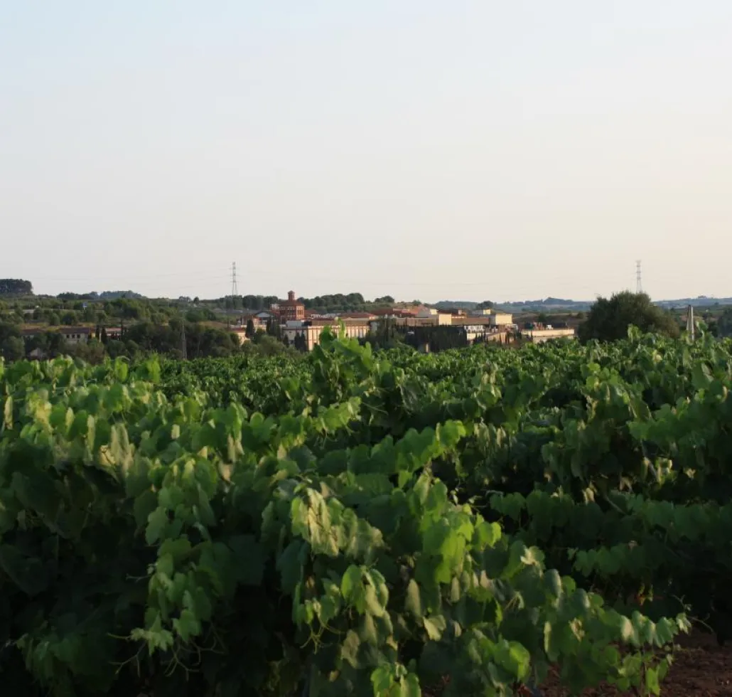 Sant Sadurní vineyards