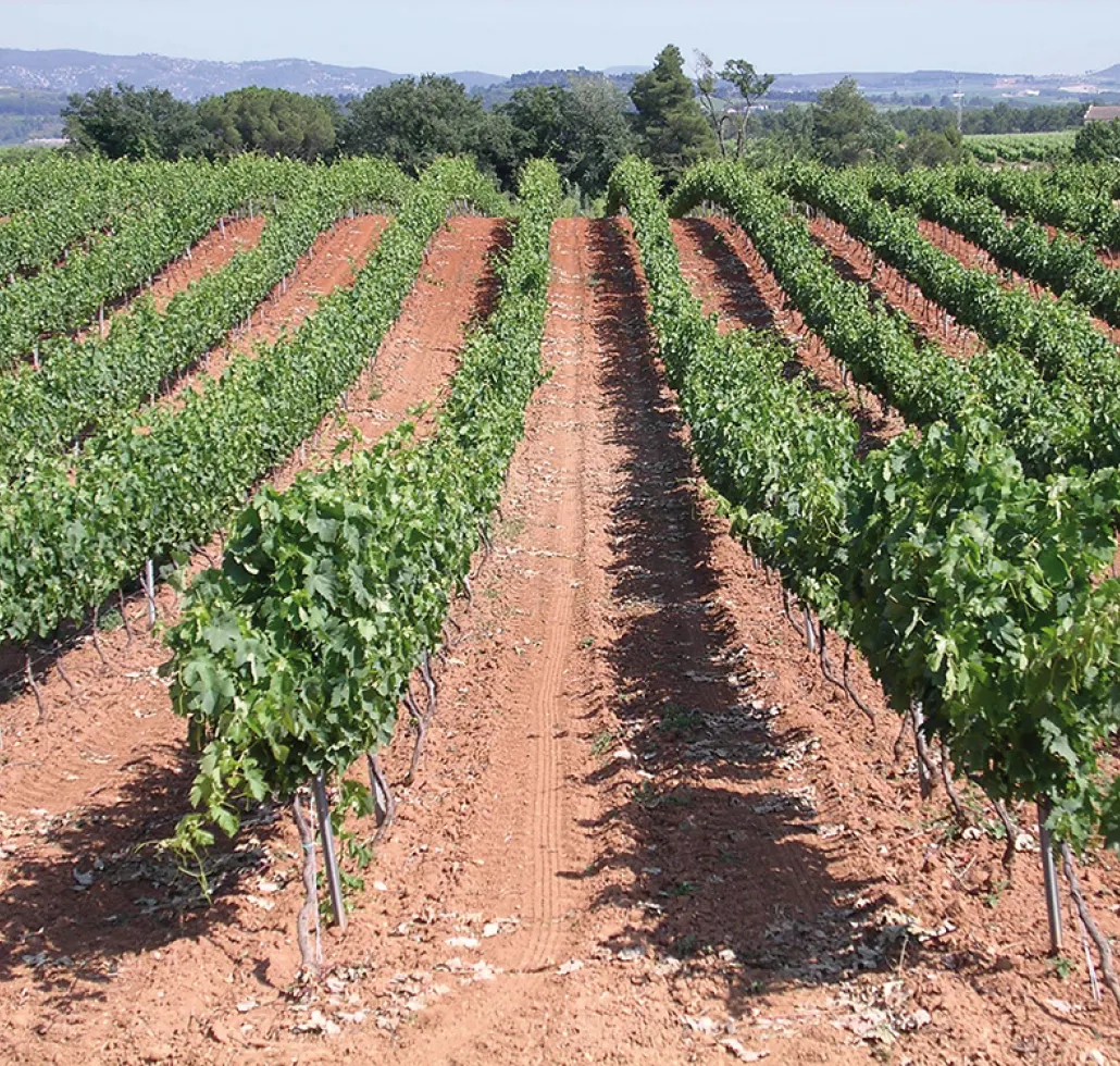 Sant Sadurní vineyards