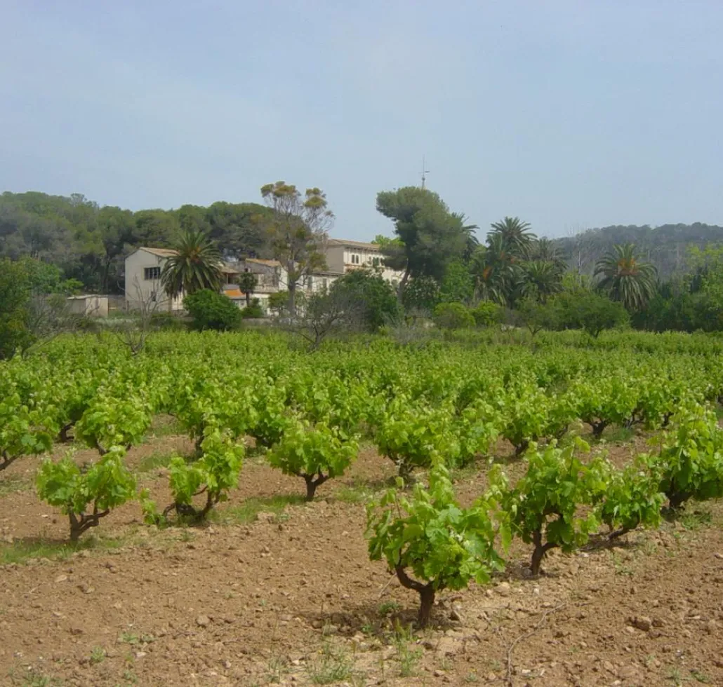 Vinyes de Cunit